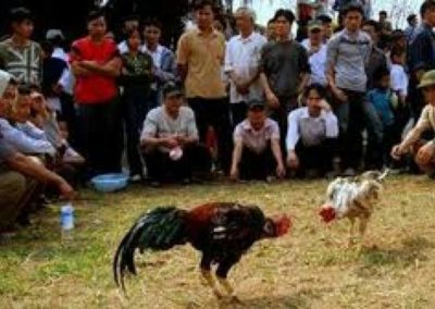 BPI KPNPA RI Laporkan Judi Sabung Ayam Beromset Ratusan Juta Ke Polda